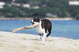 BOSTON TERRIER 303